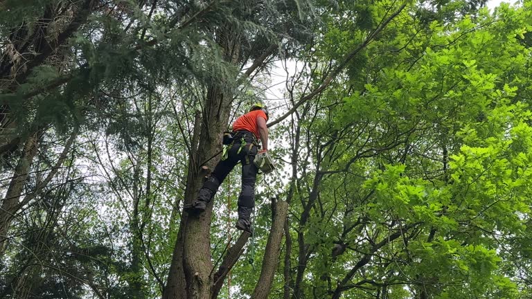 Sullivan, IL Tree Removal and Landscaping Services Company